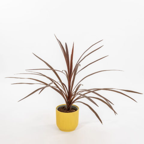 Cordyline australis "Red Star" [Vaso 13cm]