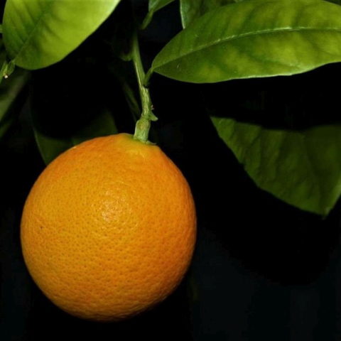 Arancio Ovale Calabrese (Citrus sinensis) [Vaso 20cm]