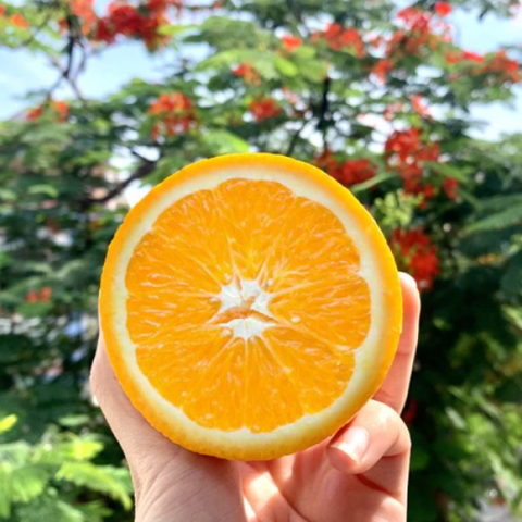 Arancio Lane Late (Citrus sinensis) [Vaso 18cm]
