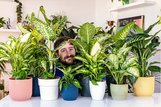 Dieffenbachia cura