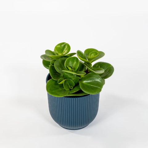 Peperomia obtusifolia "Green Globe" [Vaso 12cm]