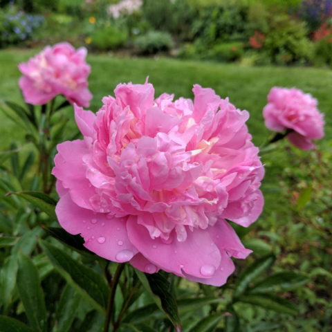 Paeonia lactiflora "Edulis Superba" (Peonia) [Vaso 11cm]
