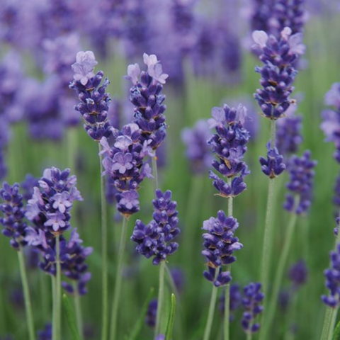 Lavandula angustifolia "Blue Essence" (Lavanda) [Vaso 13cm]