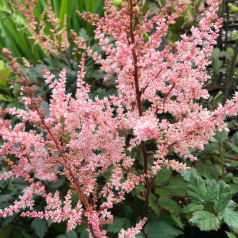 Astilbe "Spotlight" [Vaso 11cm]