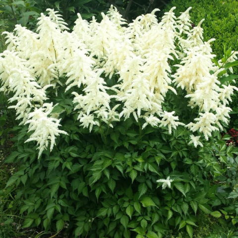 Astilbe "Deutschland" [Vaso 11cm]