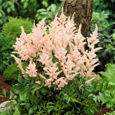 Astilbe "Peach Blossom" [Vaso 11cm]