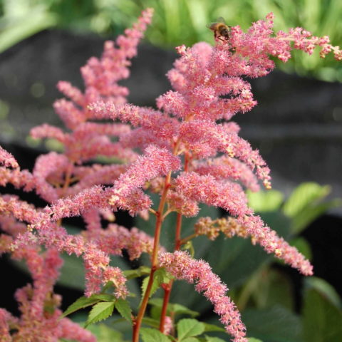 Astilbe "Darwin's Dream" [Vaso 11cm]