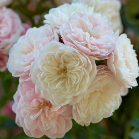 Alina [Vaso 6 Litri]