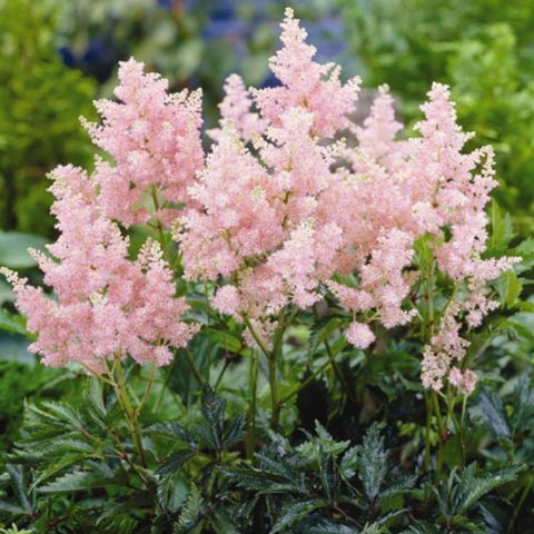 Astilbe x arendsii "Erica" [Vaso 11cm]