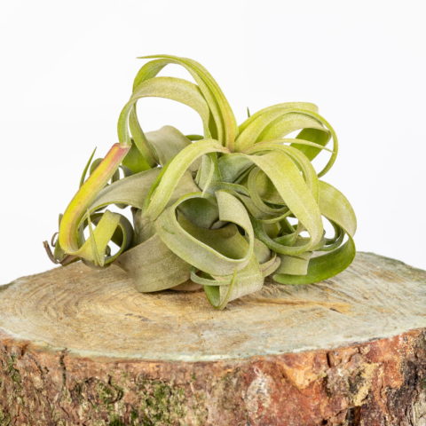 Tillandsia streptophylla