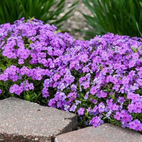Phlox subulata "Early Spring Purple" [Vaso 9cm]