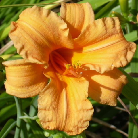Hemerocallis "Bertie Ferris" [Vaso 11cm]