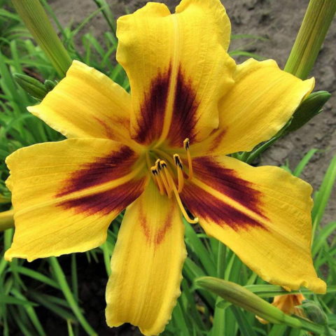 Hemerocallis "Bonanza" [Vaso 11cm]