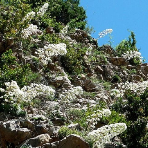 Saxifraga longifolia "Kath. Dryden" [Vaso 9cm]