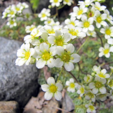 Saxifraga paniculata [Vaso 9cm]