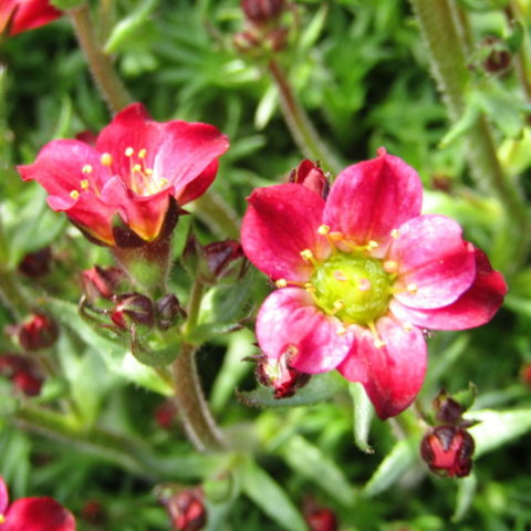 Saxifraga x arendsii "Purpurteppich" [Vaso 9cm]