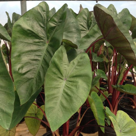 Colocasia esculenta "Hawaiian Punch" [Vaso 18cm]
