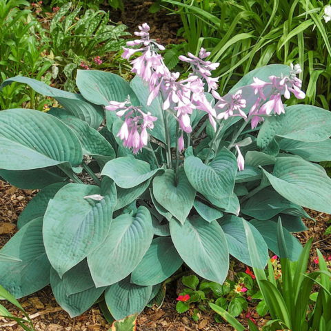 Hosta "Fragrant Blue" [Vaso 19cm]