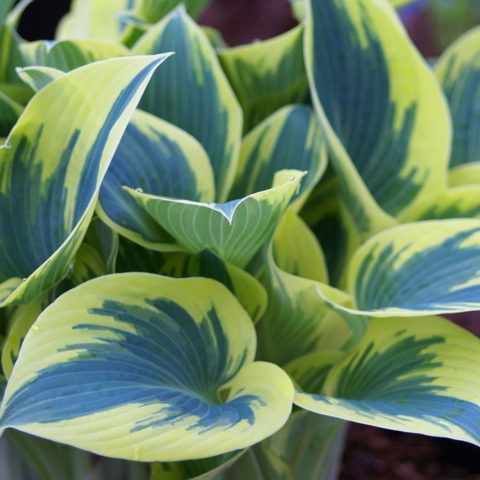 Hosta hybrida "First Frost" [Vaso 19cm]