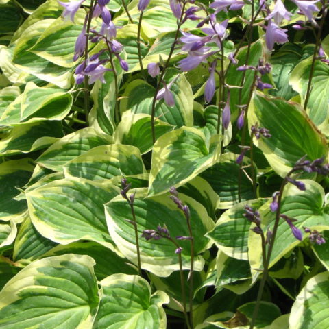 Hosta "Pilgrim" [Vaso 19cm]