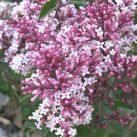 Syringa "Red Pixie" [Vaso 22cm]