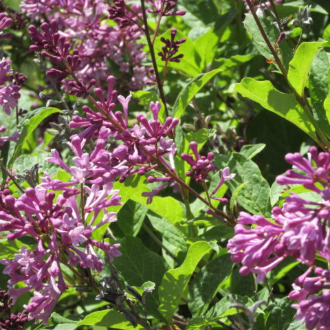 Syringa meyeri "Miss Elly" [Vaso 22cm]
