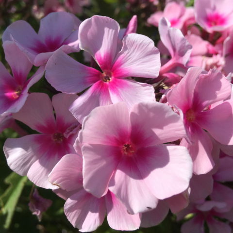 Phlox paniculata "Bright Eyes" [Vaso 9cm]