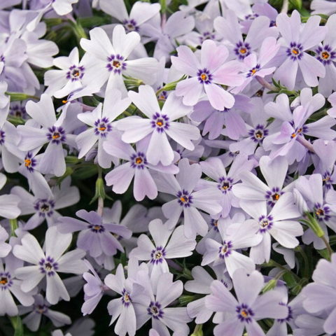 Phlox subulata "Early Spring Lavender" [Vaso 8/10cm]