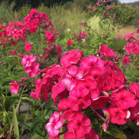 Phlox paniculata "Septemberglut" [Vaso 9cm]