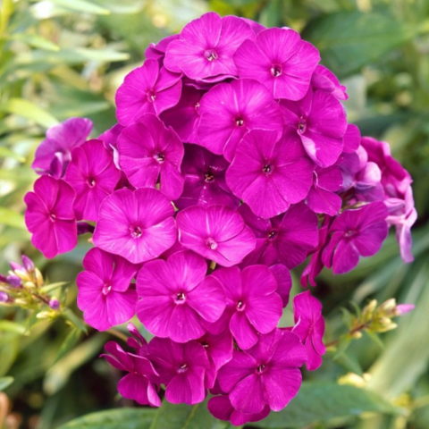 Phlox paniculata "Dsterlohe" [Vaso 9cm]