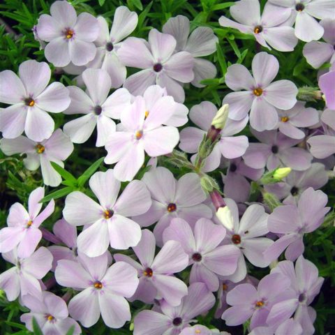 Phlox douglasii "Rose Queen" [Vaso 9cm]