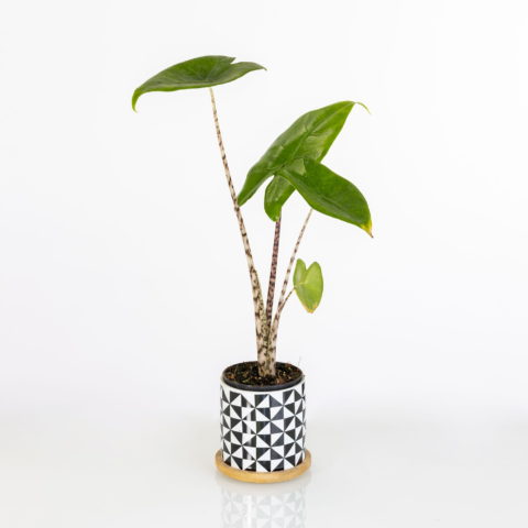 Alocasia zebrina Baby Plant [Vaso 7cm]