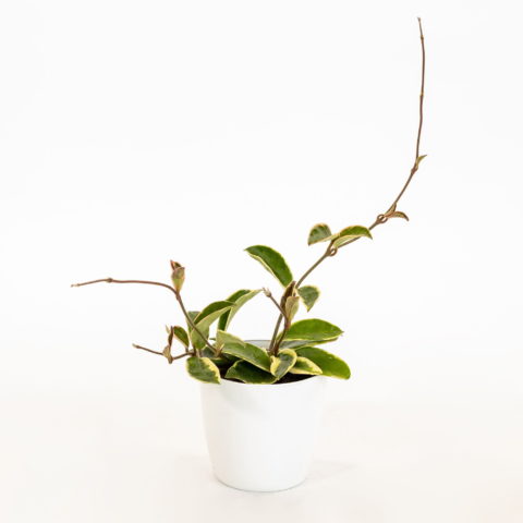 Hoya carnosa "Albomarginata" [Vaso 10,5cm] (spedizione gratuita)