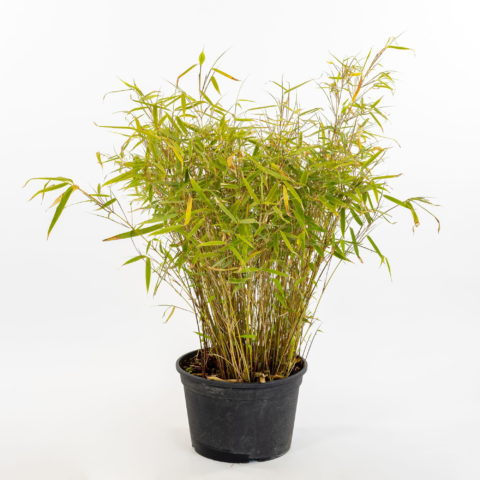 Fargesia rufa "Nana" (Bamb) [Vaso 22cm]