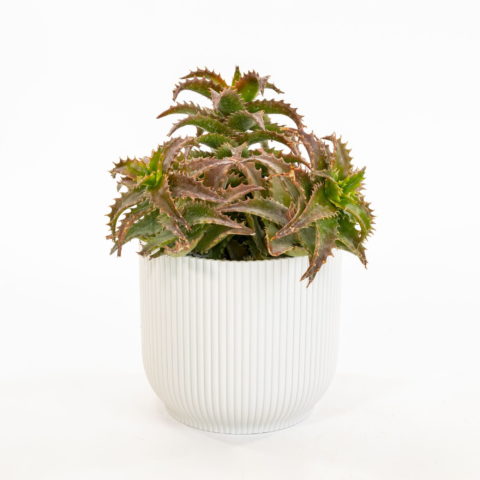Aloe morogorensis [Vaso 17cm]