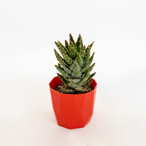 Aloe distans [Vaso 13cm]