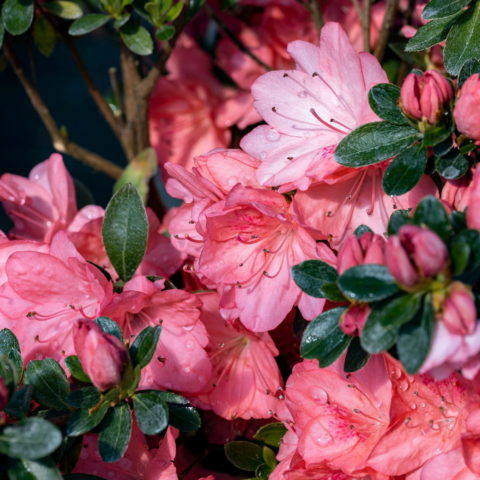 Azalea japonica "Blaauw's Pink"