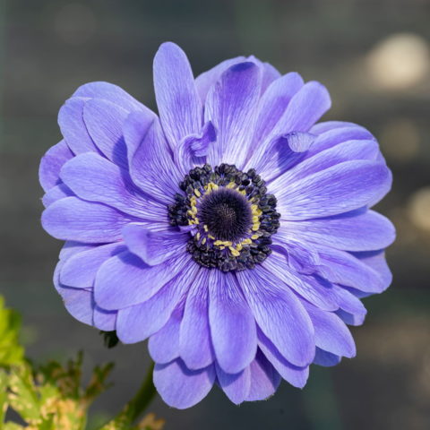Anemone coronaria "Lord Lieutenant" [Vaso 18cm]