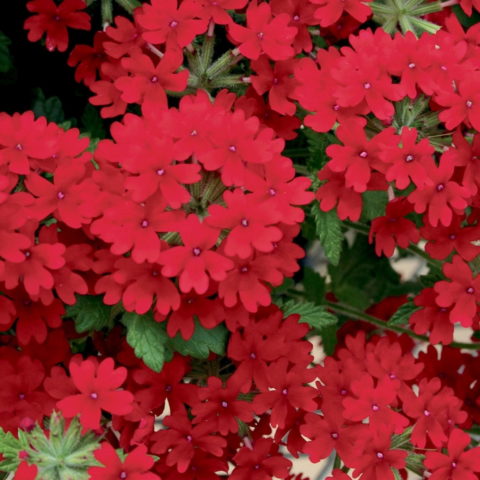 Verbena "Royal Red" [Vaso 14cm]