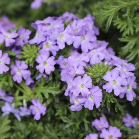 Verbena "Royal Perfume" [Vaso 14cm]