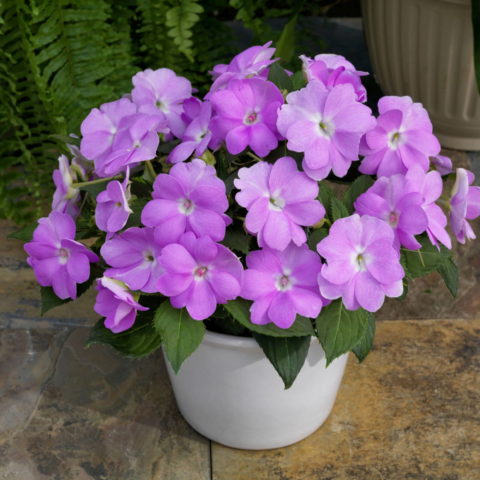 Sunpatiens "Compact Lilla" [Vaso 14cm]