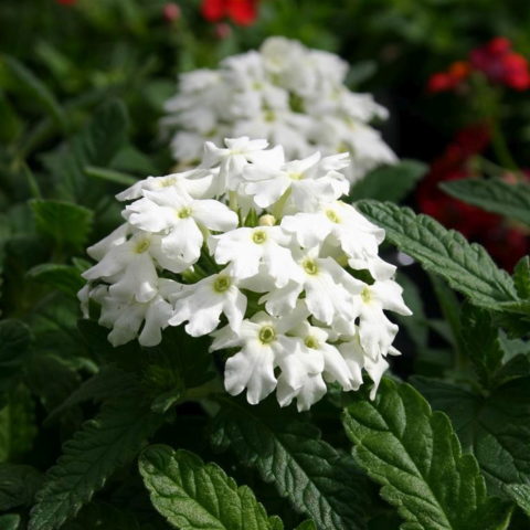 Verbena "Polar" [Vaso 14cm]