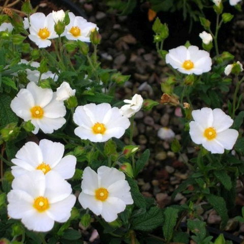 Cistus x florentinus "Tramontane" [Vaso 16cm]