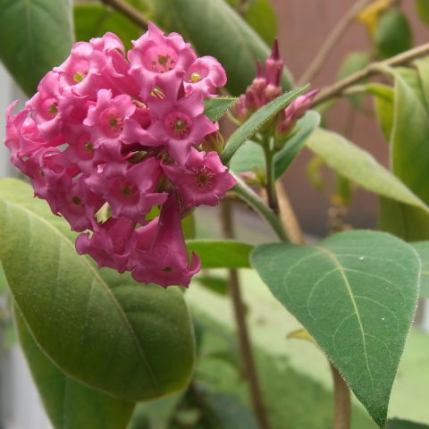 Cestrum elegans "Rubrum" [Vaso 16cm]