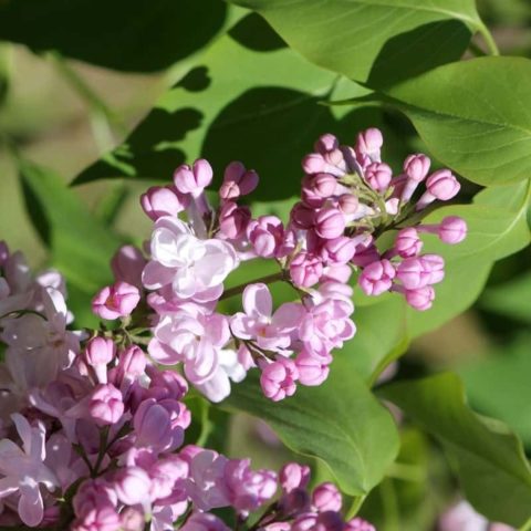Syringa vulgaris "Zhemchuzhina" [Vaso 18cm]