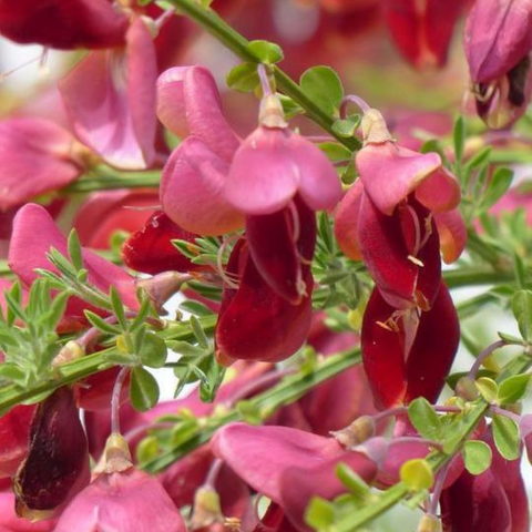 Cytisus scoparius "Red Luna" [Vaso 15cm]