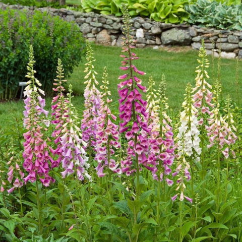 Digitalis purpurea "Excelsior Hybrid" [Vaso 9cm]