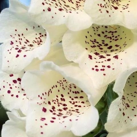 Digitalis purpurea "Camelot Wei" [Vaso 9cm]