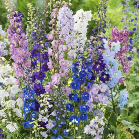 Delphinium pacific "Mischung" (Delfinio) [Vaso 9cm]
