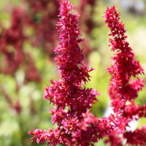 Astilbe x arendsii "Astary Red" [Vaso 9cm]